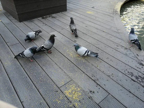 Oiseaux Pigeons Mignons Qui Mangent Nourriture — Photo