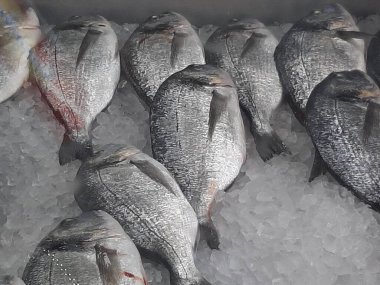 Soğutulmuş balık sazan balığı mağazanın tezgahındaki buzda yatıyor.