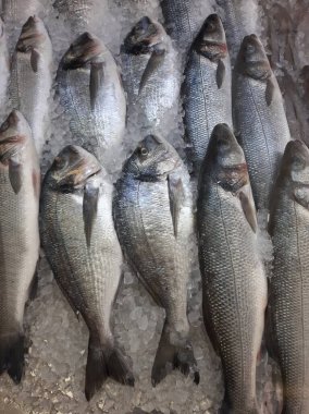 Soğutulmuş balık sazan balığı mağazanın tezgahındaki buzda yatıyor.