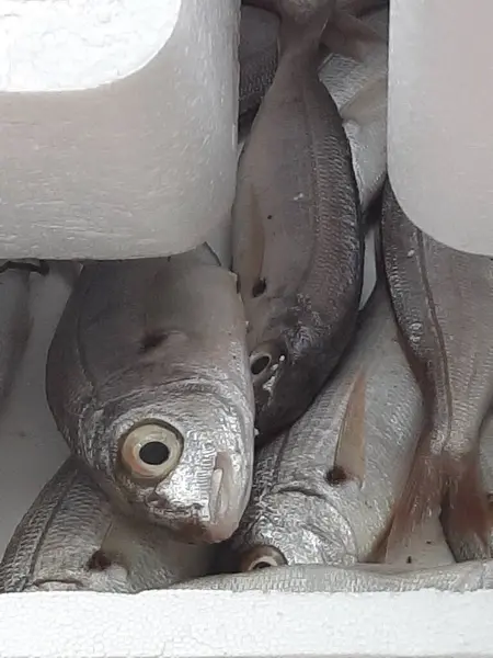 Κρύος Κυπρίνος Ψαριού Βρίσκεται Στον Πάγο Στον Πάγκο Του Μαγαζιού — Φωτογραφία Αρχείου