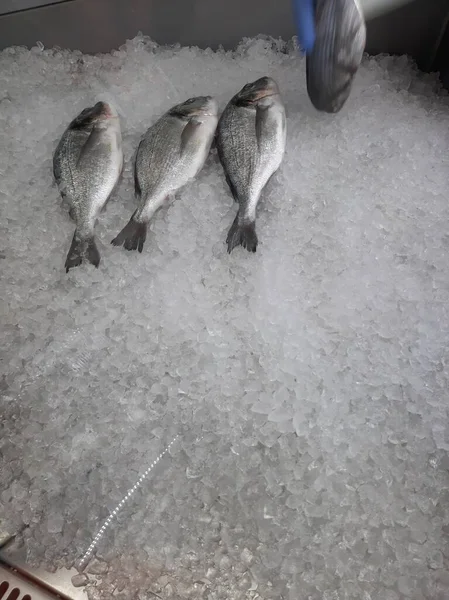 Carpa Peixe Resfriada Fica Gelo Balcão Loja — Fotografia de Stock