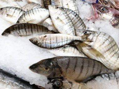 Soğutulmuş balık sazan balığı mağazanın tezgahındaki buzda yatıyor.