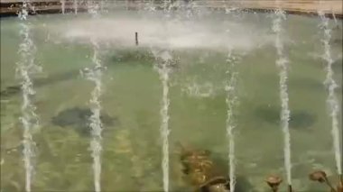 Şelale şelalesi şevkle ve huzurla akıyor.