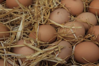 taze ve organik yumurtalar