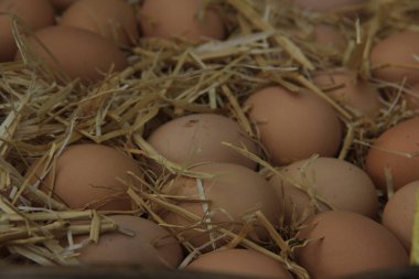 taze ve organik yumurtalar