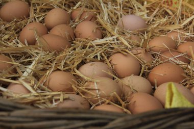 taze ve organik yumurtalar