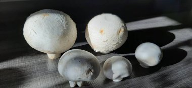 taze ve organik lezzetli mantarlar.