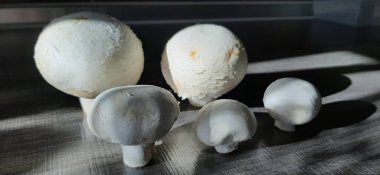 taze ve organik lezzetli mantarlar.