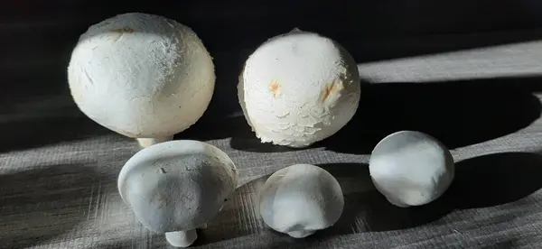 Champignons Frais Biologiques Délicieux — Photo