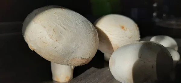 Fresh Organic Delicious Mushrooms — Stock Photo, Image