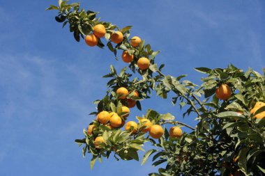 taze ve organik lezzetli, vitamin portakalı