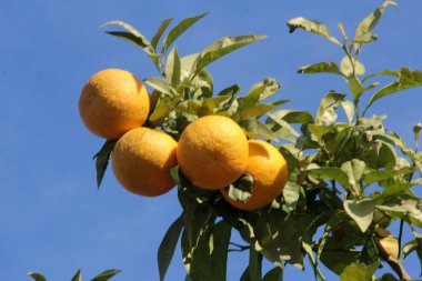 taze ve organik lezzetli, vitamin portakalı