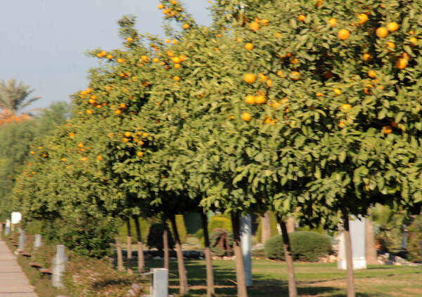 fresh and organic delicious, vitamin orange
