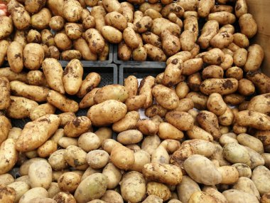 taze ve organik vitamin sebzeleri