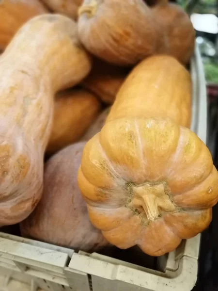 Frisk Økologisk Vitamin Zucchini - Stock-foto