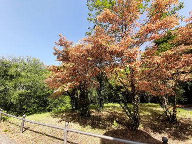 Yolda renkli demir bariyer var.