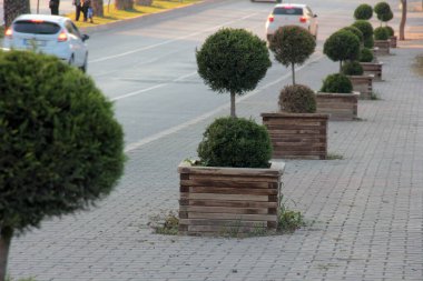 Parktaki dekoratif taş kaldırım yolu.