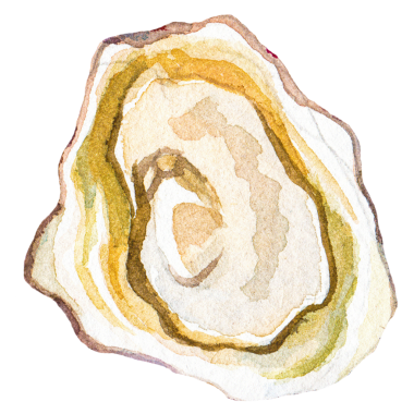 Suluboya boyalı istiridye. El yapımı deniz ürünleri tasarımı elementi şeffaf arkaplanda izole edildi.