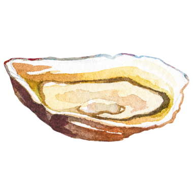 Suluboya boyalı istiridye. El yapımı deniz ürünleri tasarımı elementi şeffaf arkaplanda izole edildi.