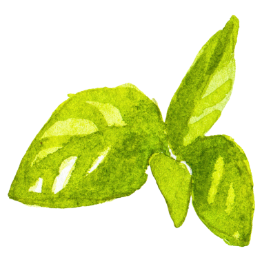 Fesleğen boyalı suluboya. El çizimi taze gıda tasarımı elementi