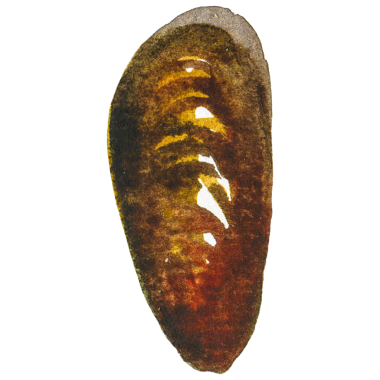 Suluboya midyeler. El yapımı deniz ürünleri tasarım elementi