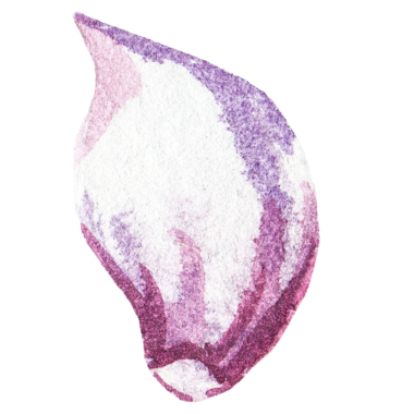 Sarımsak boyalı suluboya. El çizimi taze gıda tasarım elementi