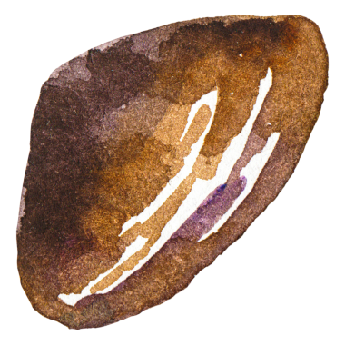 Deniz tarağı boyalı suluboya. El yapımı taze deniz ürünleri tasarım elementi