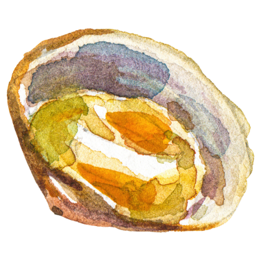 Deniz tarağı boyalı suluboya. El yapımı taze deniz ürünleri tasarım elementi