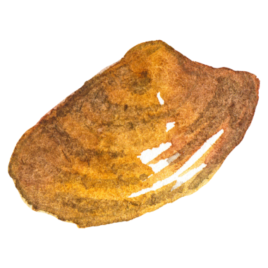 Deniz tarağı boyalı suluboya. El yapımı taze deniz ürünleri tasarım elementi