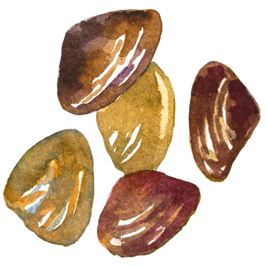 Deniz tarağı boyalı suluboya. El yapımı taze deniz ürünleri tasarım elementi