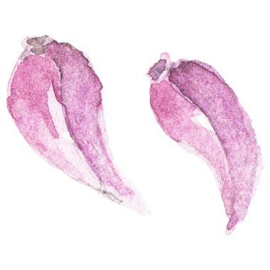 Sarımsak boyalı suluboya. El çizimi taze gıda tasarım elementi