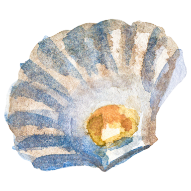 Suluboya deniz tarakları. El yapımı deniz ürünleri tasarım elementi