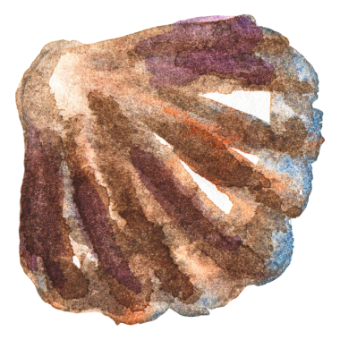 Suluboya deniz tarakları. El yapımı deniz ürünleri tasarım elementi