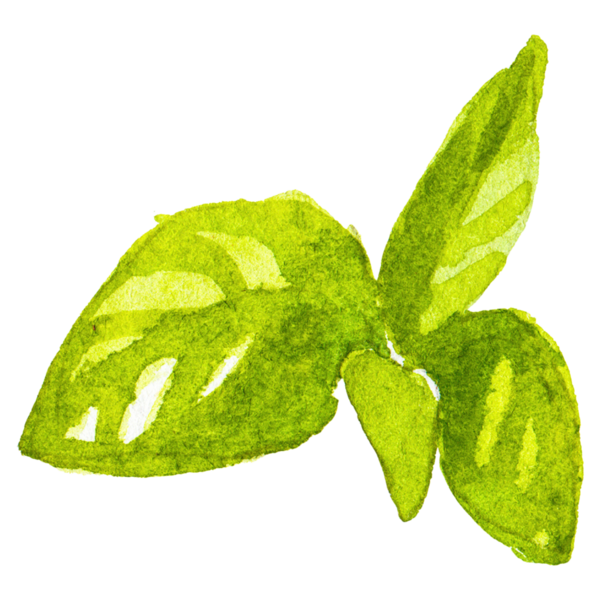 Fesleğen boyalı suluboya. El çizimi taze gıda tasarımı elementi