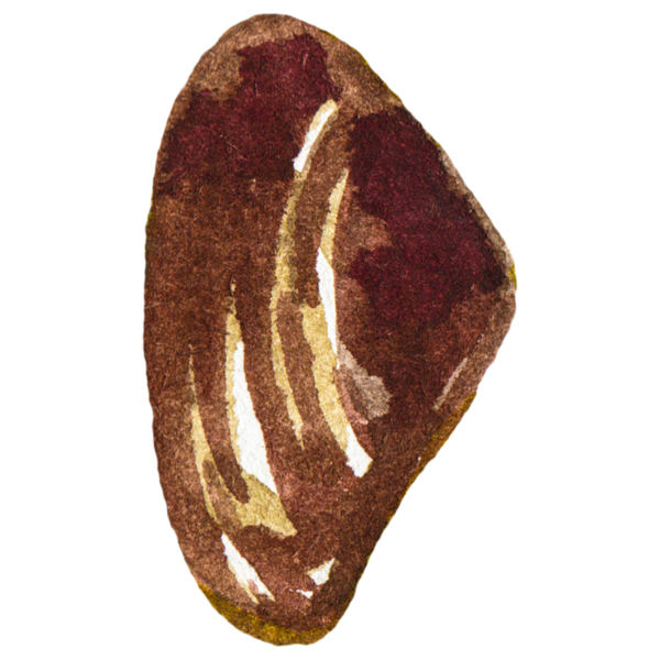 Deniz tarağı boyalı suluboya. El yapımı taze deniz ürünleri tasarım elementi