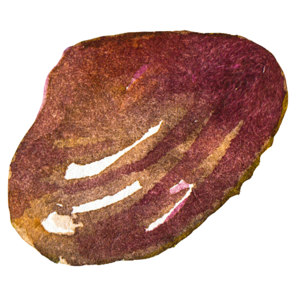 Deniz tarağı boyalı suluboya. El yapımı taze deniz ürünleri tasarım elementi