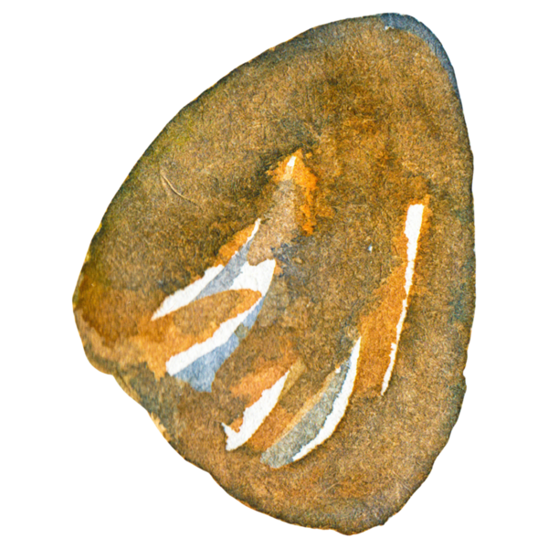 Deniz tarağı boyalı suluboya. El yapımı taze deniz ürünleri tasarım elementi