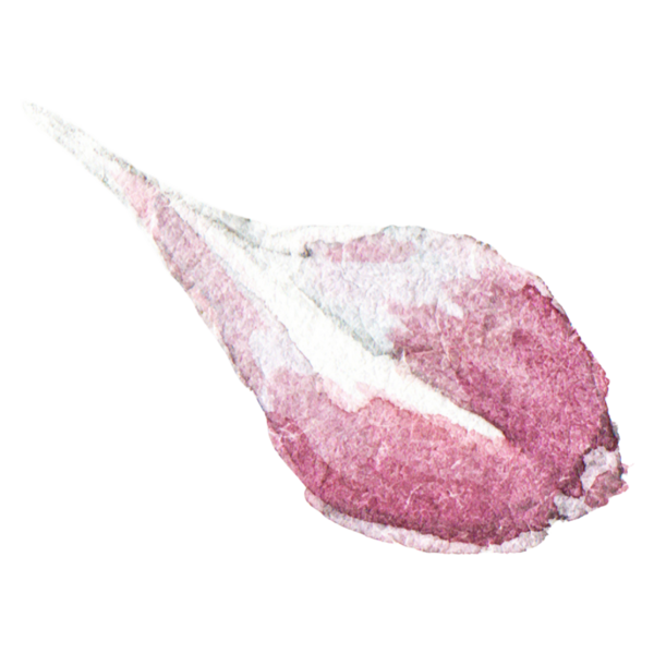 Sarımsak boyalı suluboya. El çizimi taze gıda tasarım elementi