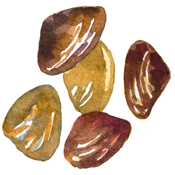 Deniz tarağı boyalı suluboya. El yapımı taze deniz ürünleri tasarım elementi