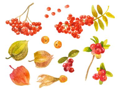 Sonbahar meyvelerinin soyut suluboya koleksiyonu. El çizimi doğa elementleri beyaz arkaplanda izole.