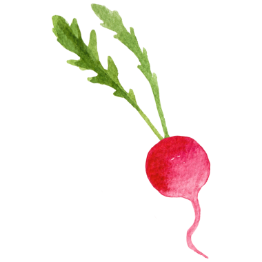 Suluboya boya turp. El çizimi taze gıda tasarım elementi