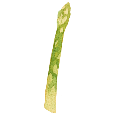 Suluboya kuşkonmaz. Elle çizilmiş taze gıda tasarımı eleme