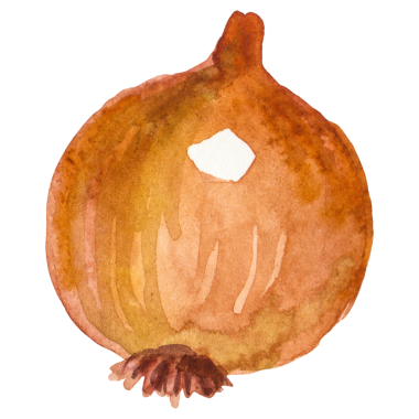 Suluboya boyalı soğan. El çizimi taze gıda tasarımı elementi