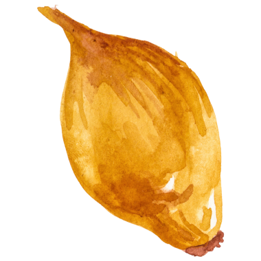 Suluboya boyalı soğan. El çizimi taze gıda tasarımı elementi