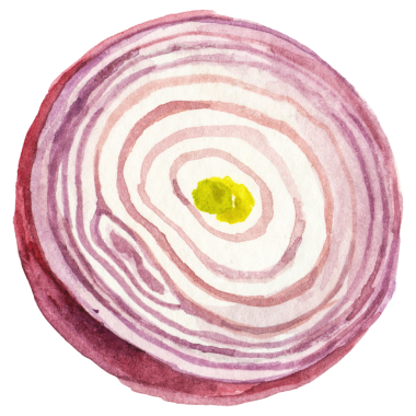 Suluboya boyalı soğan. El çizimi taze gıda tasarımı elementi