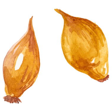 Suluboya boyalı soğan. El çizimi taze gıda tasarımı elementi