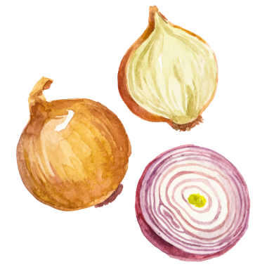 Suluboya boyalı soğan. El çizimi taze gıda tasarımı elementi