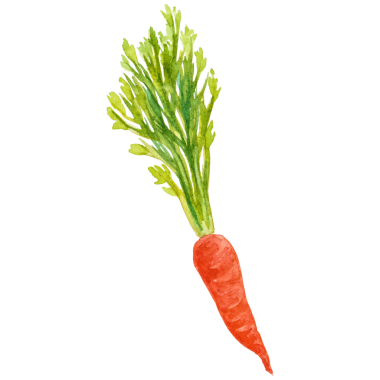 Suluboya boyalı havuç. El çizimi taze gıda tasarım elementi