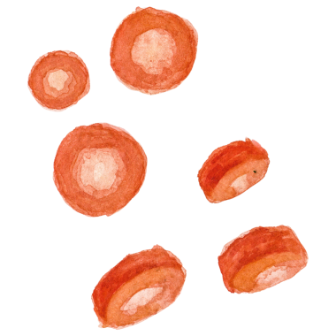 Suluboya boyalı havuç. El çizimi taze gıda tasarım elementi