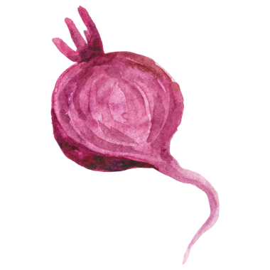 Suluboya pancar boyası. El çizimi taze gıda tasarımı elementi